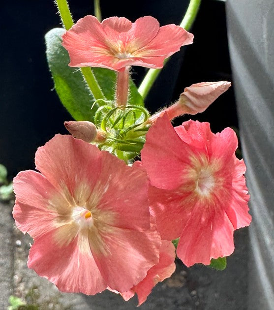Phlox drummondii 'Phlox of Sheep' - sumarljómi