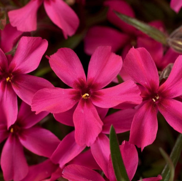 Phlox subulata 'Scarlet Flame' - lyngljómi