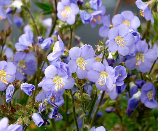 Polemonium 'Hurricane Ridge' - jakobsstigi