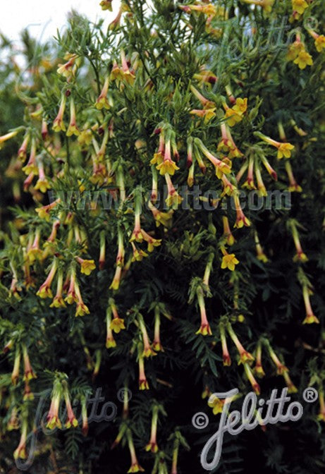 Polemonium pauciflorum - pípustigi