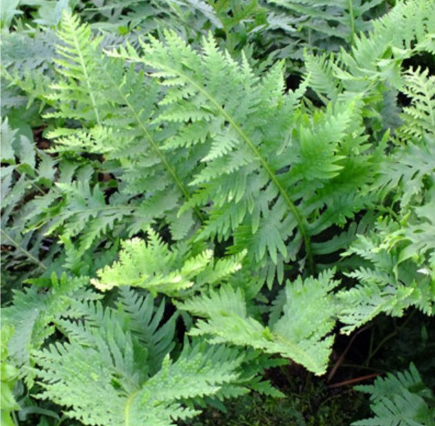 Polypodium cambricum 'Oakleyae'