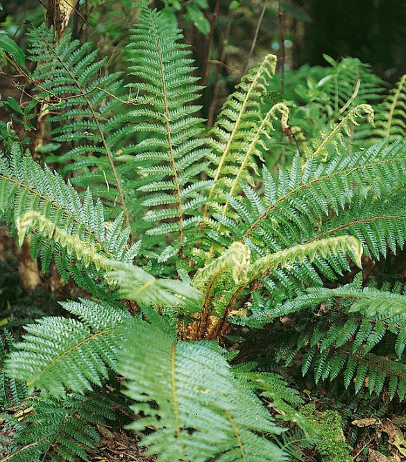 Polystichum braunii - skógaruxatunga