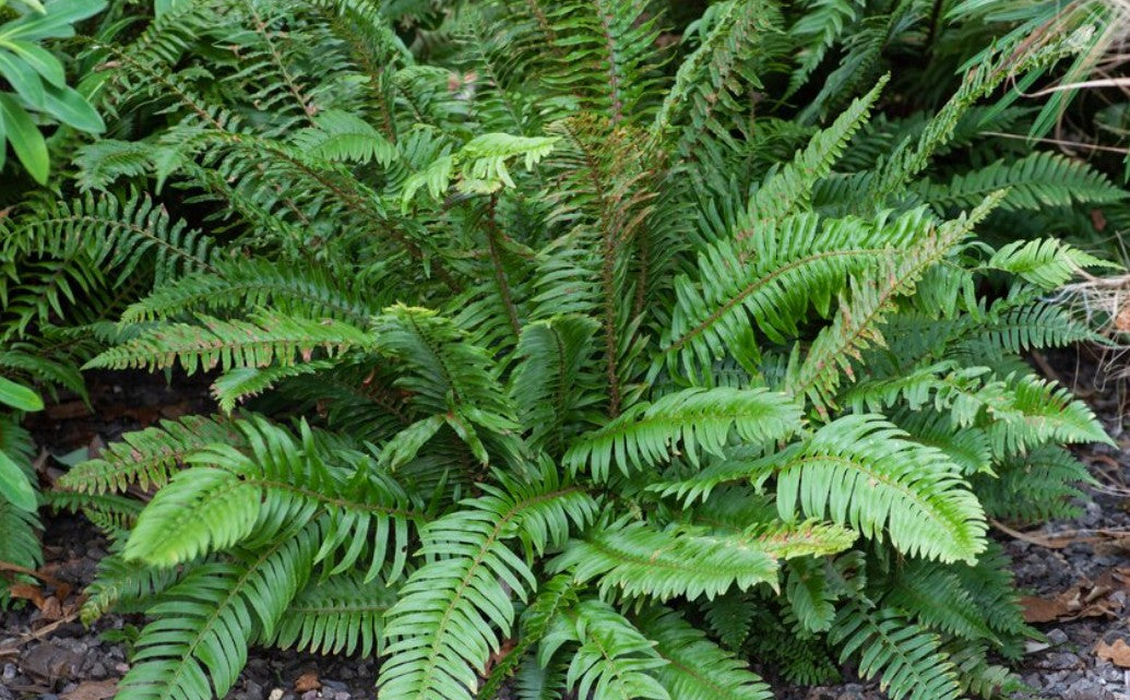 Polystichum munitum - sverðuxatunga