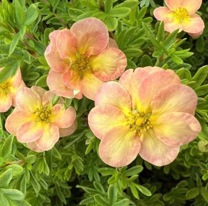 Potentilla fruticosa 'Bella Apple' - runnamura