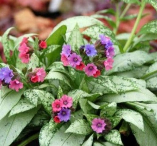 Pulmonaria 'Samurai' - lyfjurt