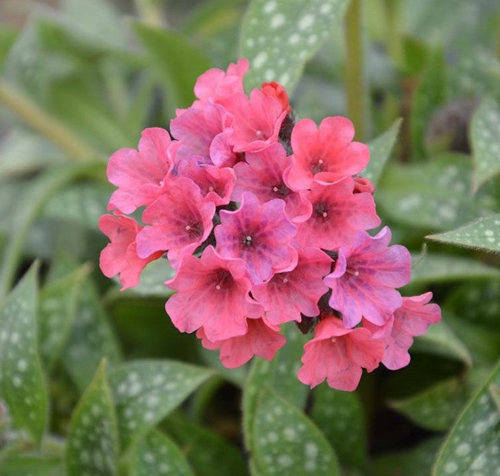 Pulmonaria 'Shrimps on the Barbie' - lyfjurt