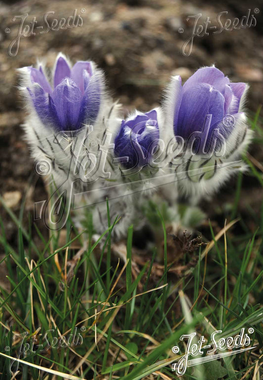 Pulsatilla halleri ssp. taurica - dvergheiðabjalla