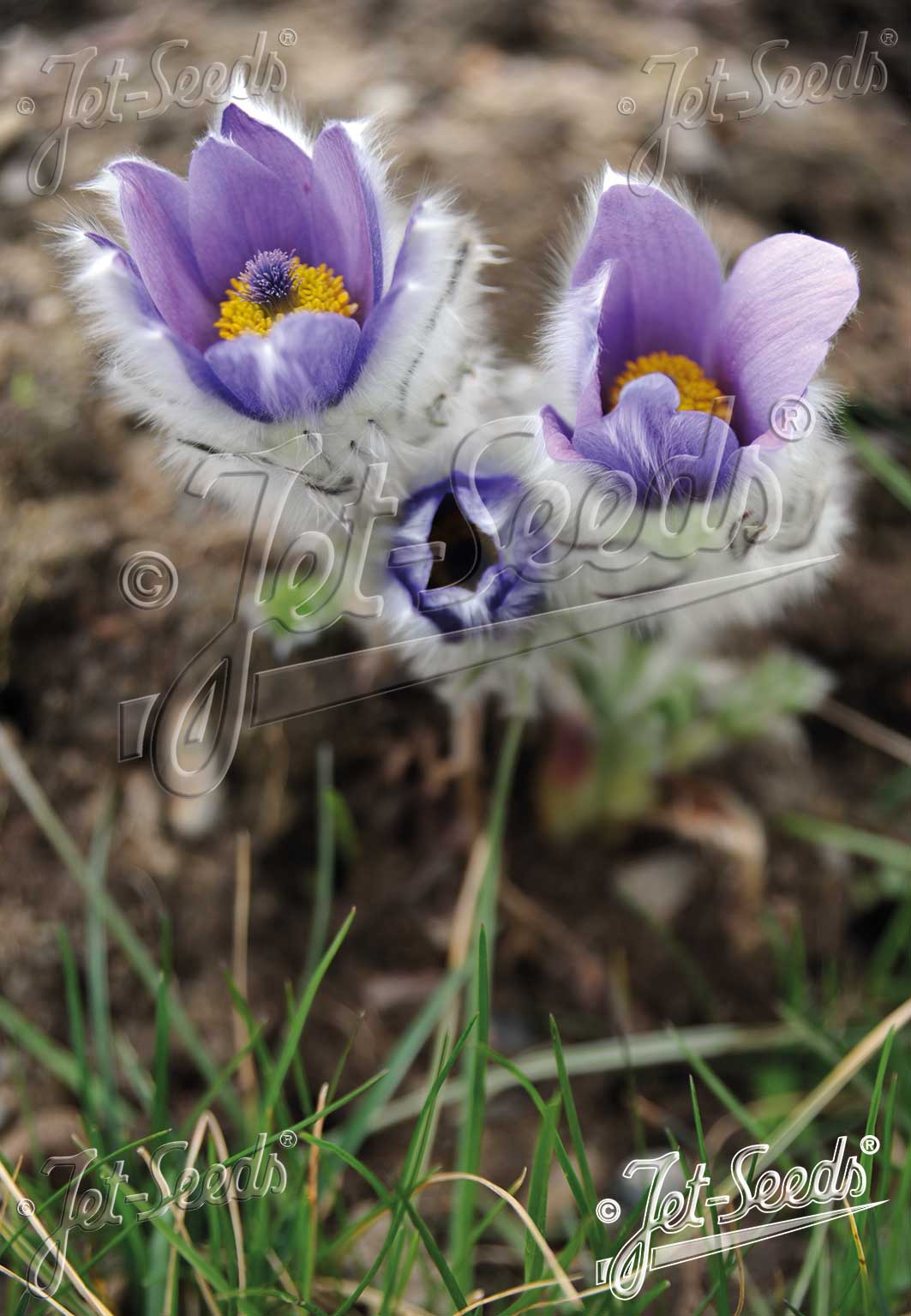 Pulsatilla halleri ssp. taurica - dvergheiðabjalla