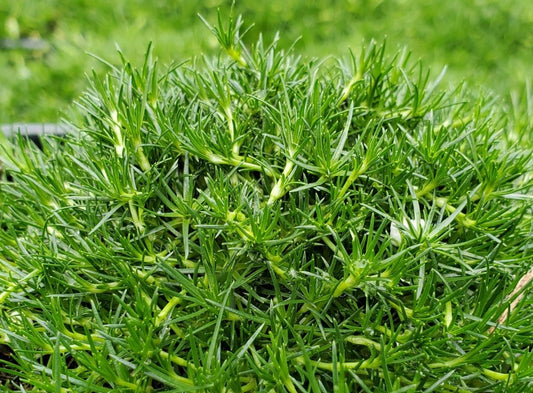 Sagina subulata - broddkrækill