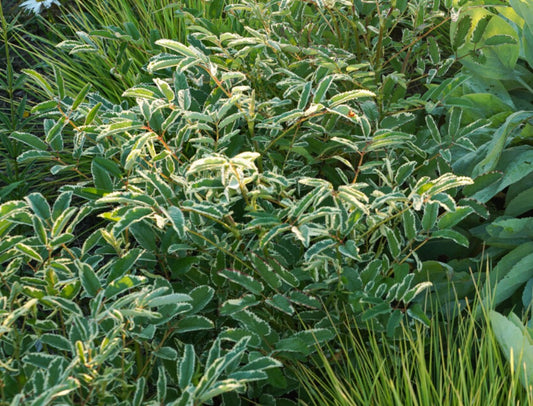 Sanguisorba menziesii 'Dali Marble' - alaskakollur