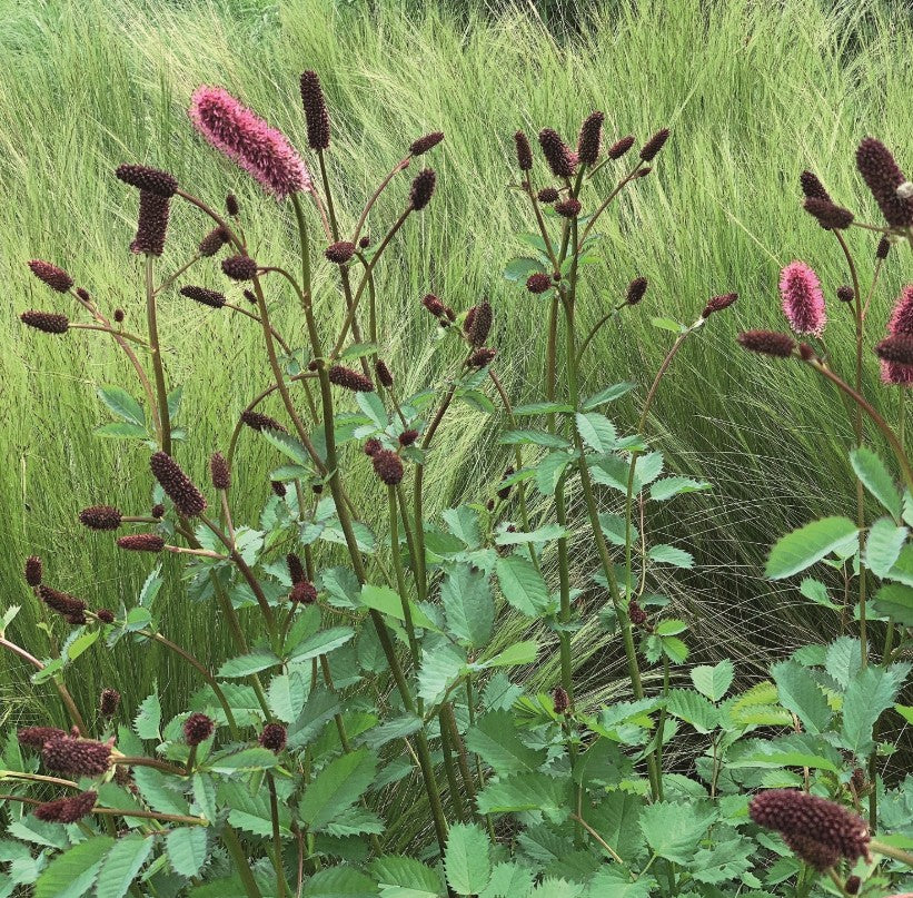 Sanguisorba menziesii 'Wake Up' - alaskakollur