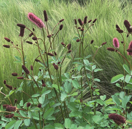 Sanguisorba menziesii 'Wake Up' - alaskakollur