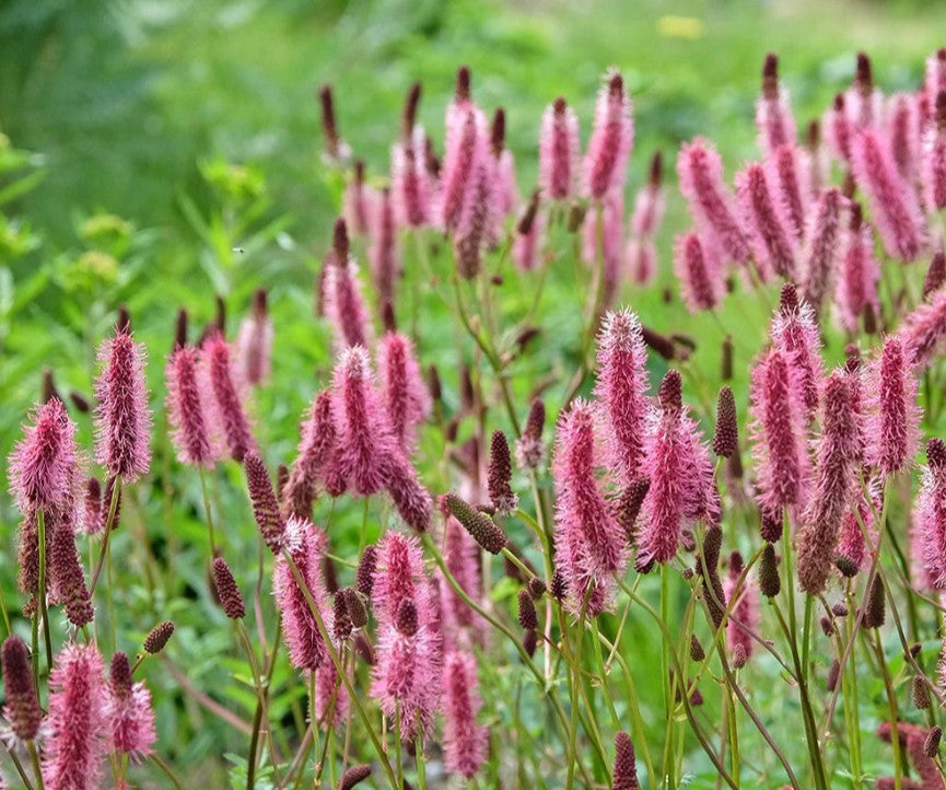 Sanguisorba officinalis 'Blackthorn' - blóðkollur