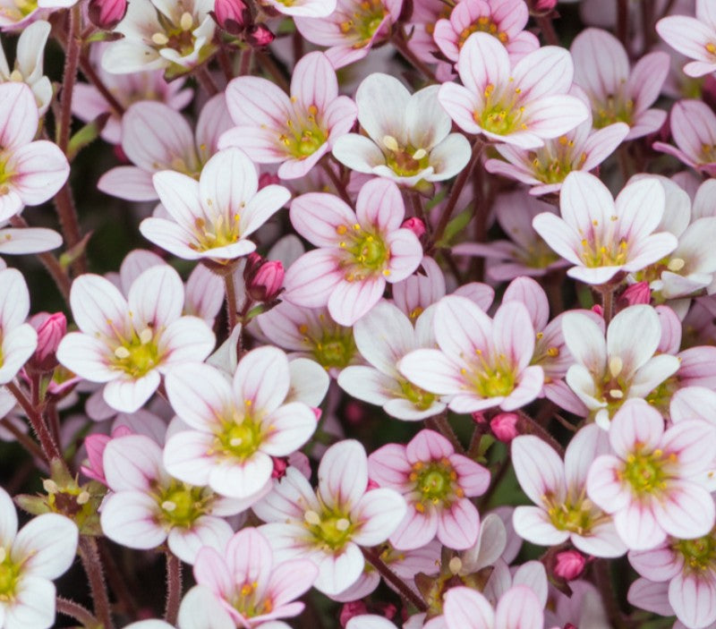 Saxifraga x arendsii 'Apple Blossom' - roðasteinbrjótur