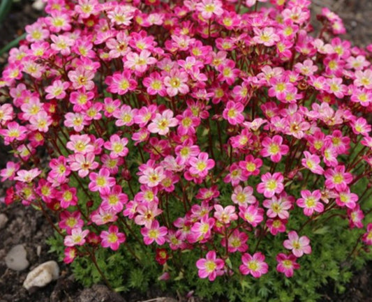 Saxifraga x arendsii 'Pixie Pan Red' - roðasteinbrjótur
