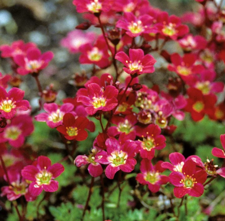 Saxifraga x arendsii 'Pixie Pan Red' - roðasteinbrjótur