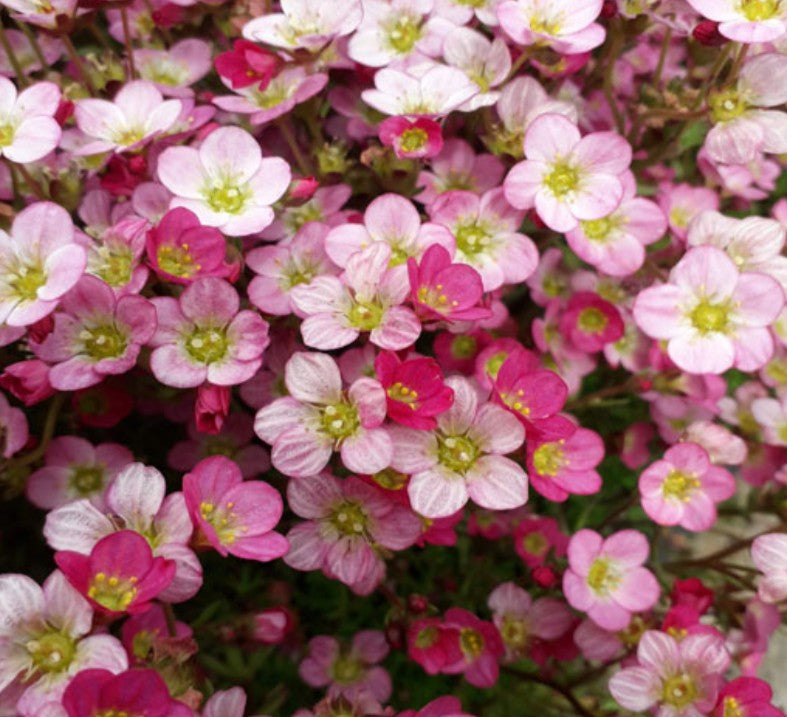 Saxifraga x arendsii 'Pixie' - roðasteinbrjótur