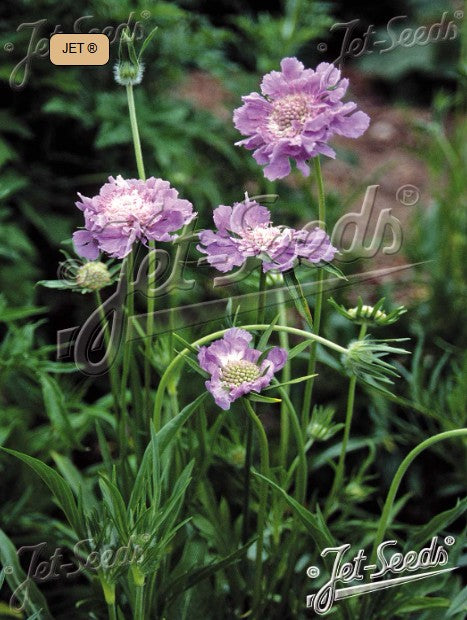 Scabiosa caucasica 'Perfecta' - fjallakarfa