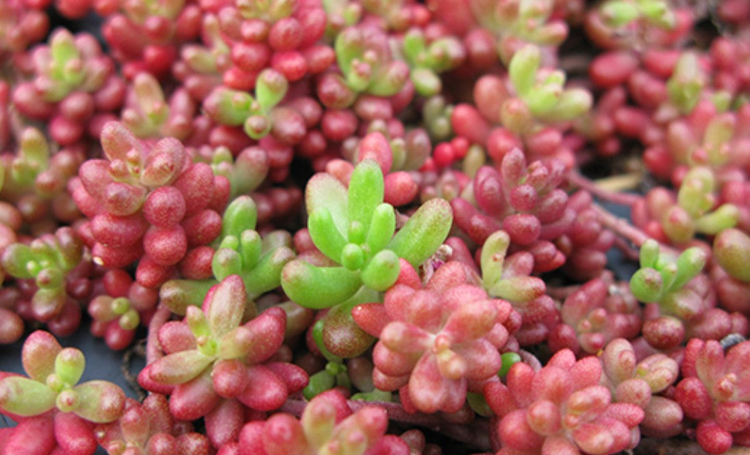 Sedum album 'Coral Carpet' - ljósahnoðri
