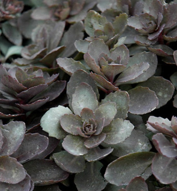 Sedum 'Dazzleberry' - hnoðri