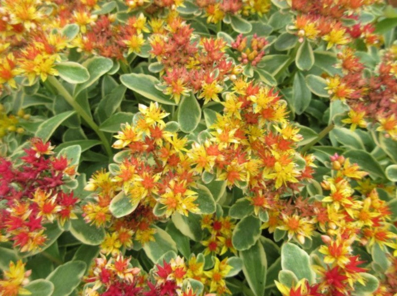 Sedum kamtschaticum 'Variegatum' - stjörnuhnoðri