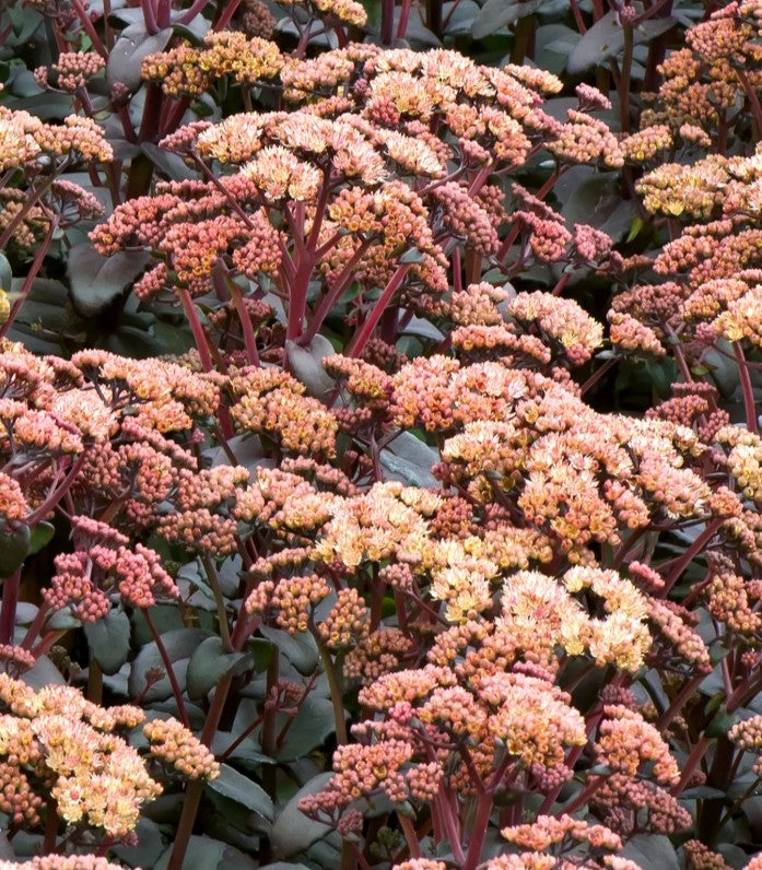 Hylotelephium spectabile 'Orange Xenox' - glæsihnoðri
