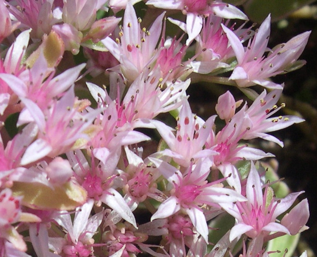 Sedum spurium 'Tricolor' - steinahnoðri