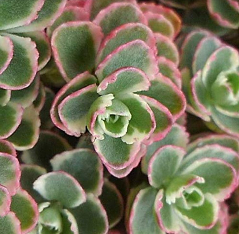 Sedum spurium 'Tricolor' - steinahnoðri