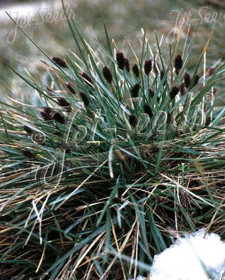 Sesleria heufleriana - hrafntoppa