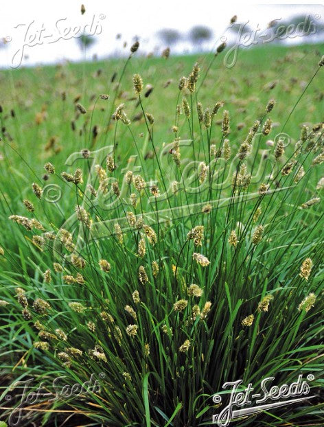 Sesleria heufleriana - hrafntoppa