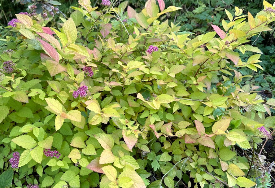 Spiraea japonica 'Golden Princess' - japanskvistur