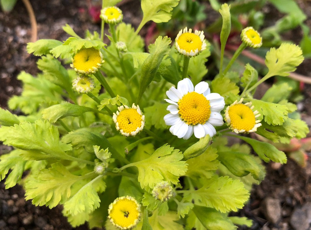 Tanacetum parthenium 'Golden Moss' - glitbrá