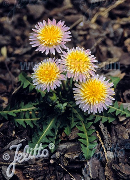 Taraxacum pseudoroseum - rósafífill