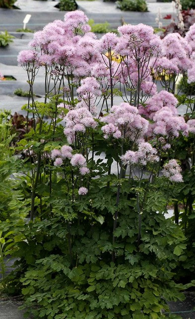 Thalictrum aquilegiifolium 'NIMBUS™ Pink' - freyjugras