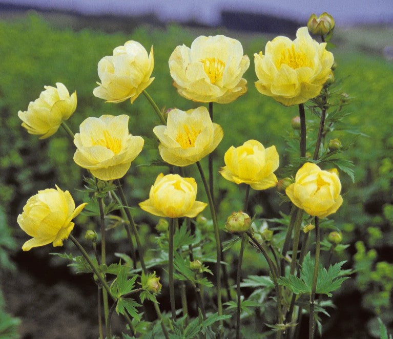 Trollius x cultorum 'Full Moon' - garðagullhnappur