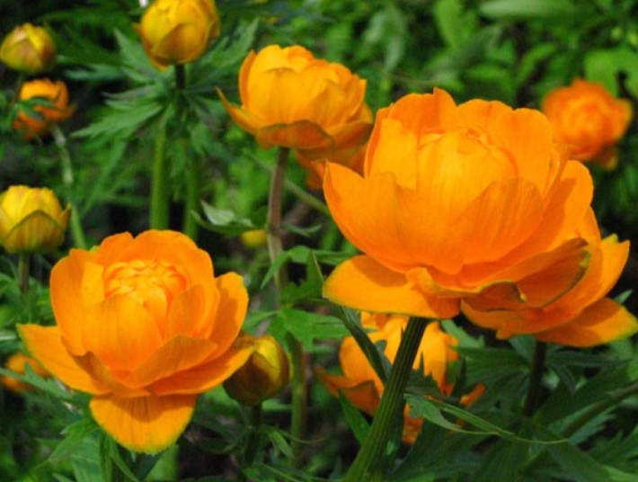 Trollius x cultorum 'Orange Princess' - garðagullhnappur
