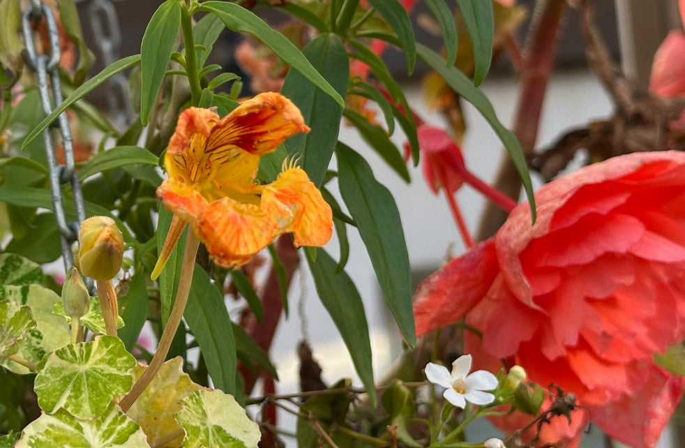 Tropaeolum 'Tip Top Alaska Salmon' - skjaldflétta