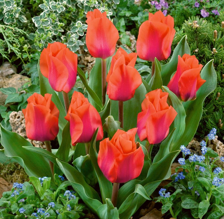 Tulipa 'Portland' - dílatúlipani