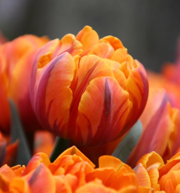 Tulipa 'Orange Princess' - túlipani