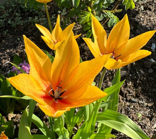 Tulipa praestans 'Shogun' - skúftúlipani