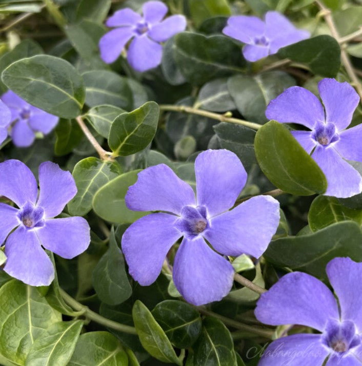 Vinca minor 'La Grave' - hörpulauf