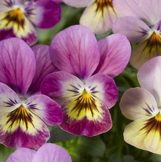 Viola F1 'Endurio Pink Shades' - fjóla