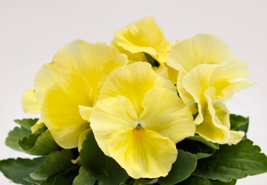 Viola F1 'Inspire Lemon' - stjúpa