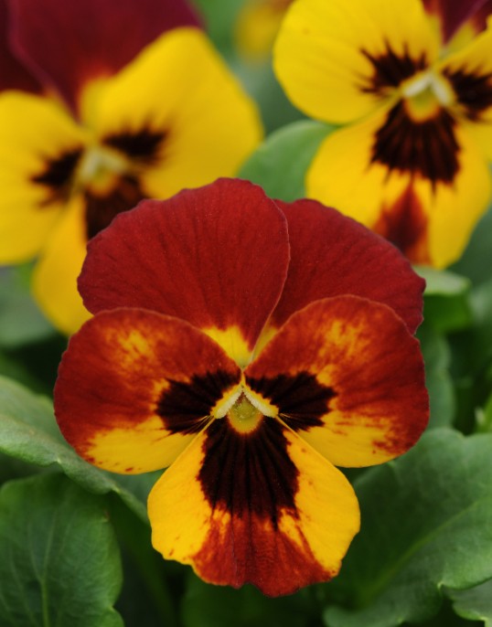 Viola F1 'Sorbet Fire' - fjóla