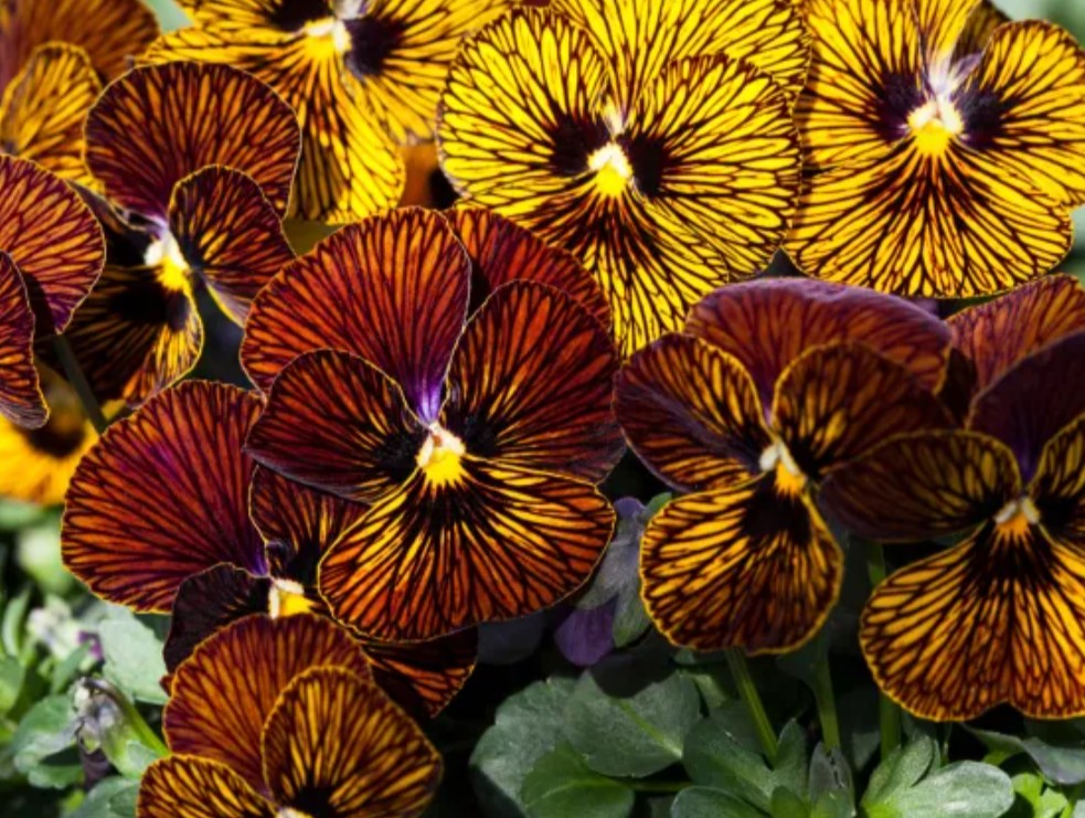 Viola 'Tiger Eye Red' - fjóla