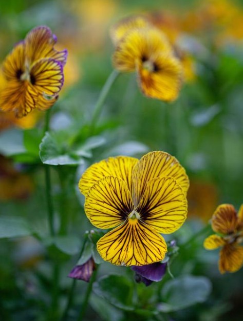 Viola 'Tiger Eye Yellow' - fjóla