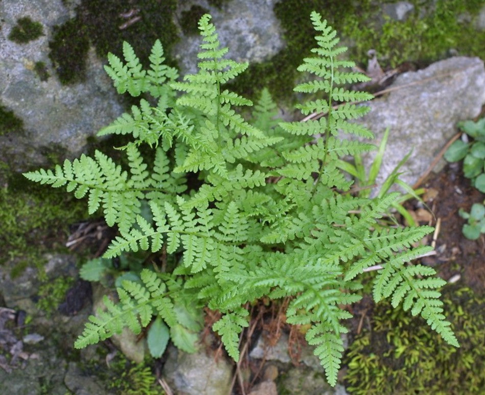 Woodsia obtusa - klettaliðfætla