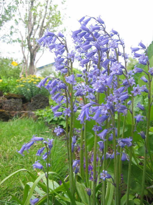 Hyacinthoides non-scripta - lotklukkulilja