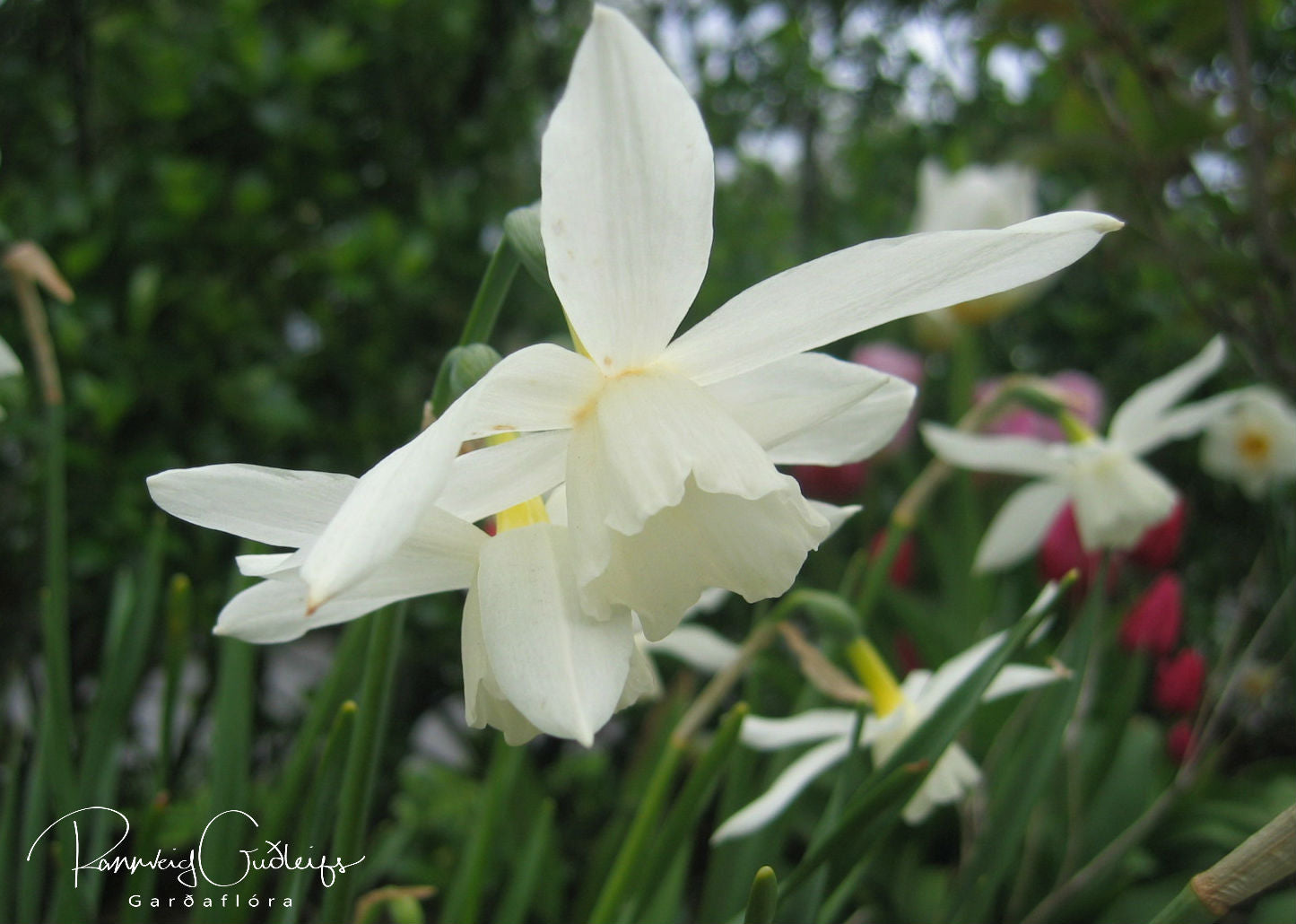 Narcissus triandrus 'Thalia' - pálmasunnulilja