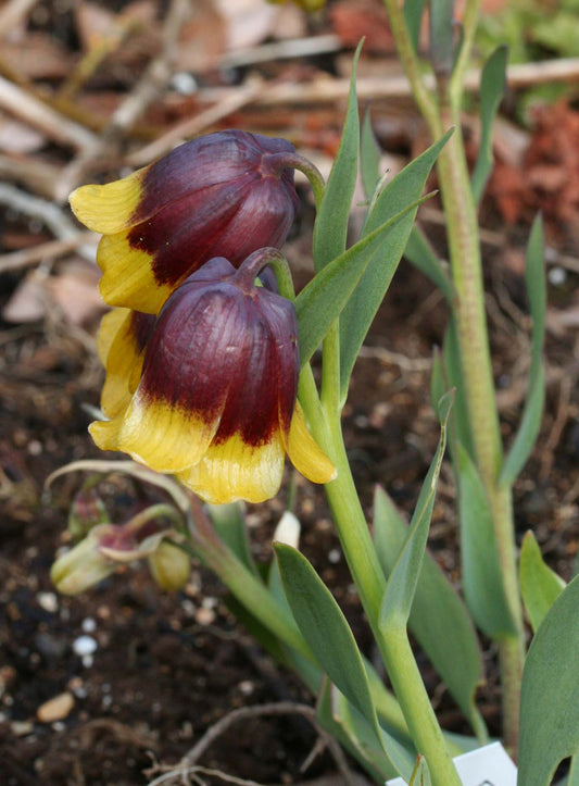 Fritillaria michailowskyi - lundalilja